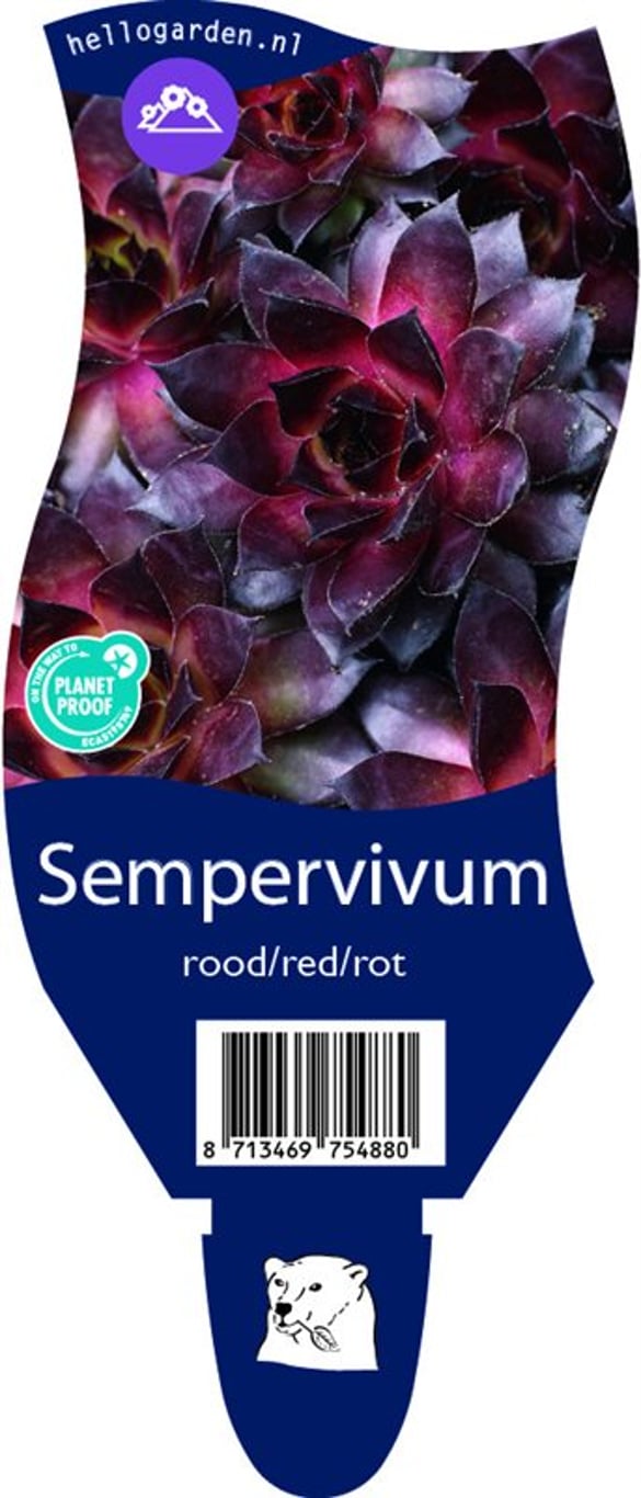 Sempervivum Rood/Red/Rot - P11