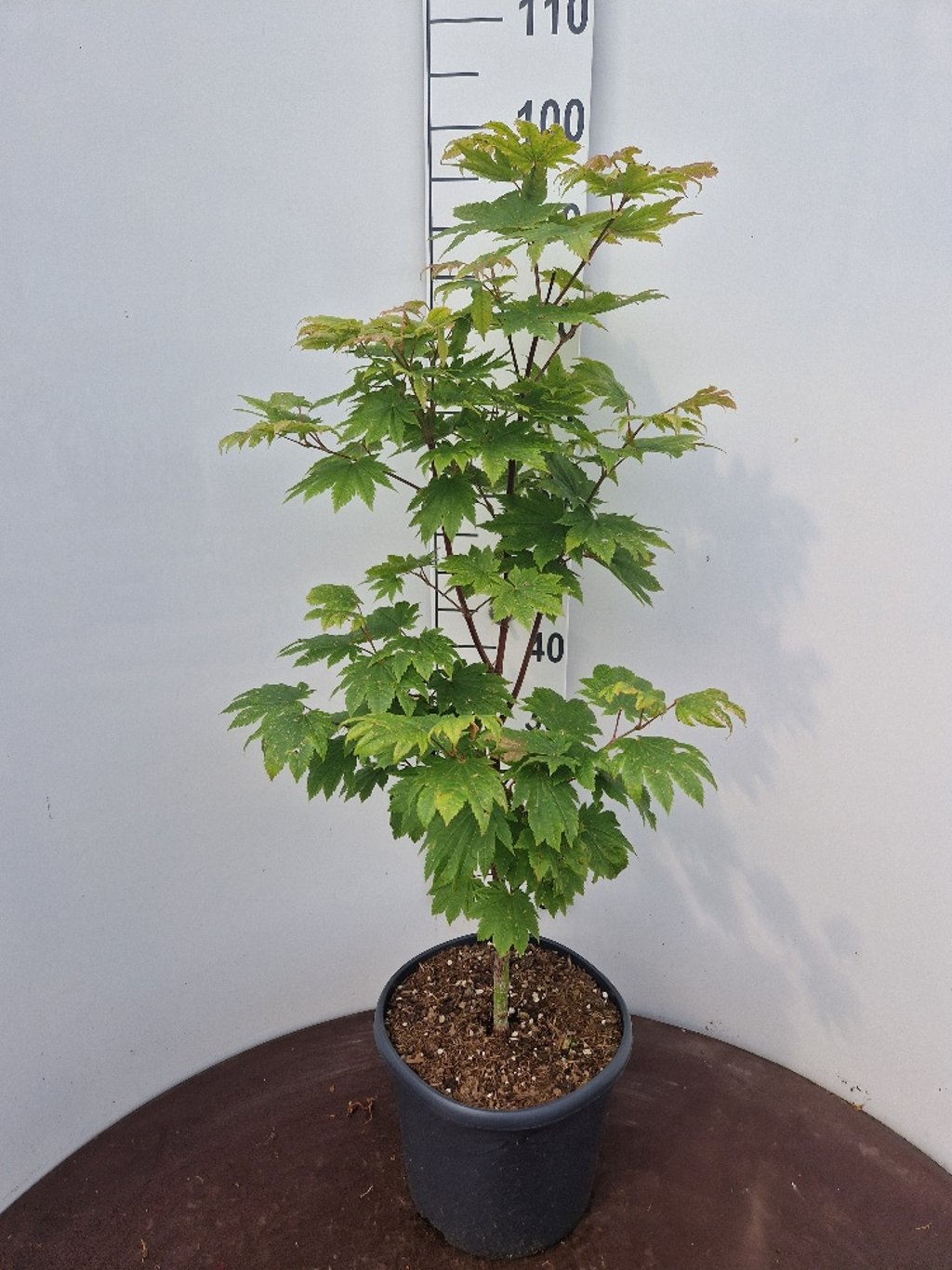 Acer japonicum 'Vitifolium' - C10 50-60 CM