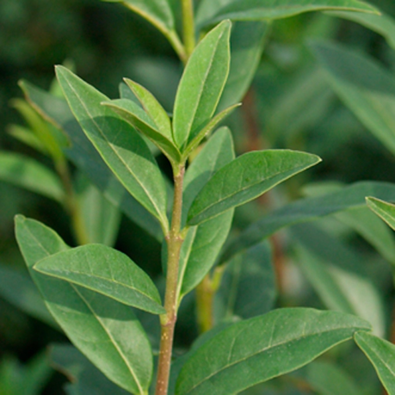 Ligustrum vulg. 'Liga' - 60-100 CM bare root 0/2   4-5 branche