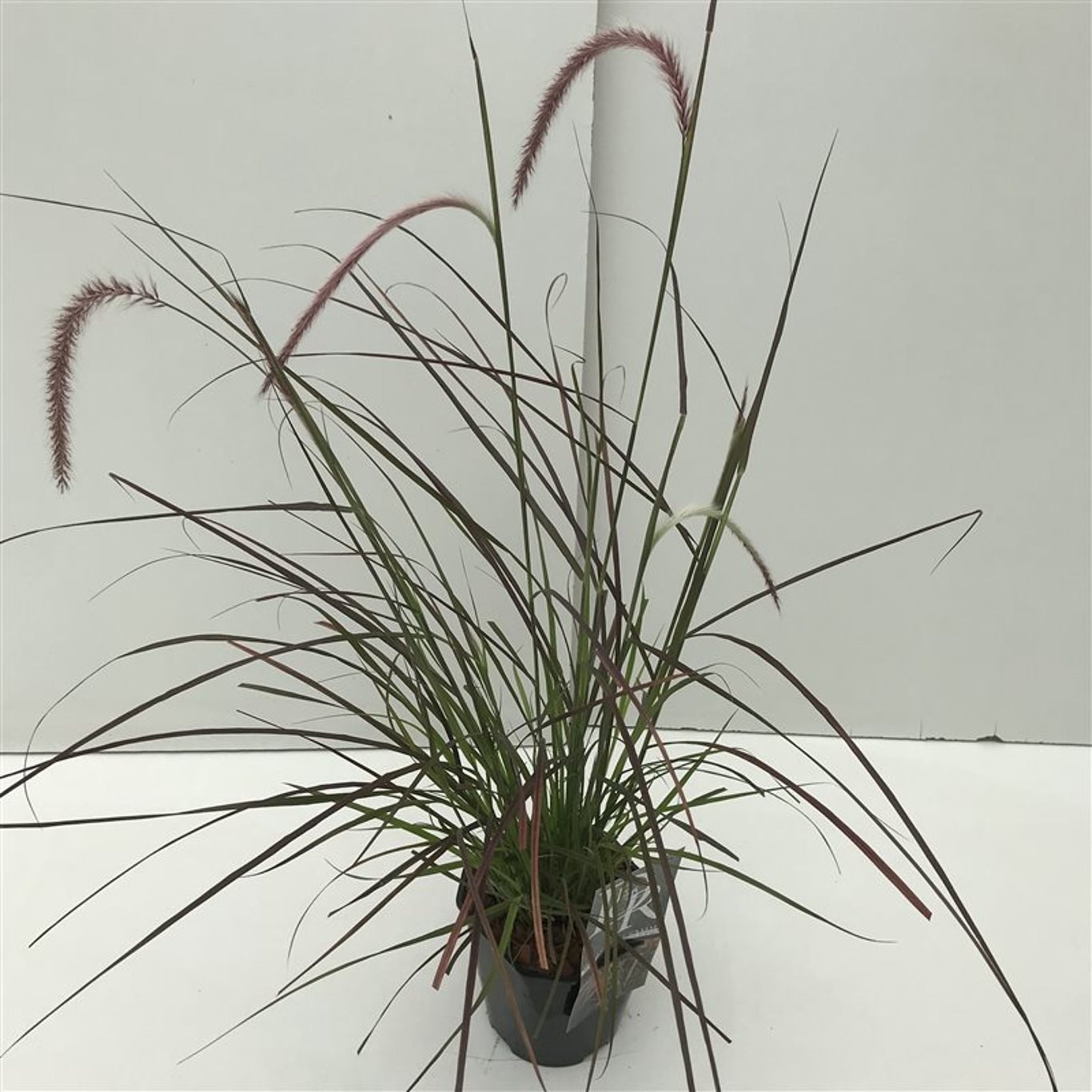 Pennisetum advena 'Rubrum Dwarf' - C2