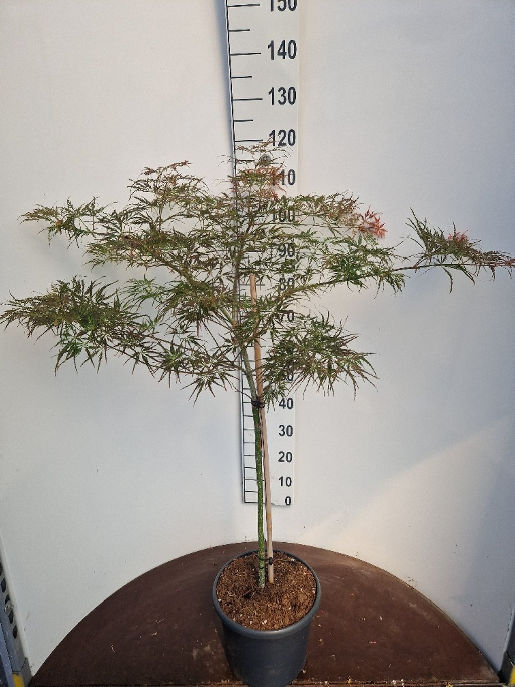 Acer pal. 'Dissectum Rubrifolium' - 60 CM Stem C10