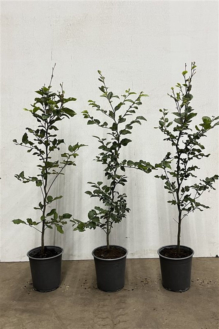 Fagus sylvatica - C3.5 80-100 CM