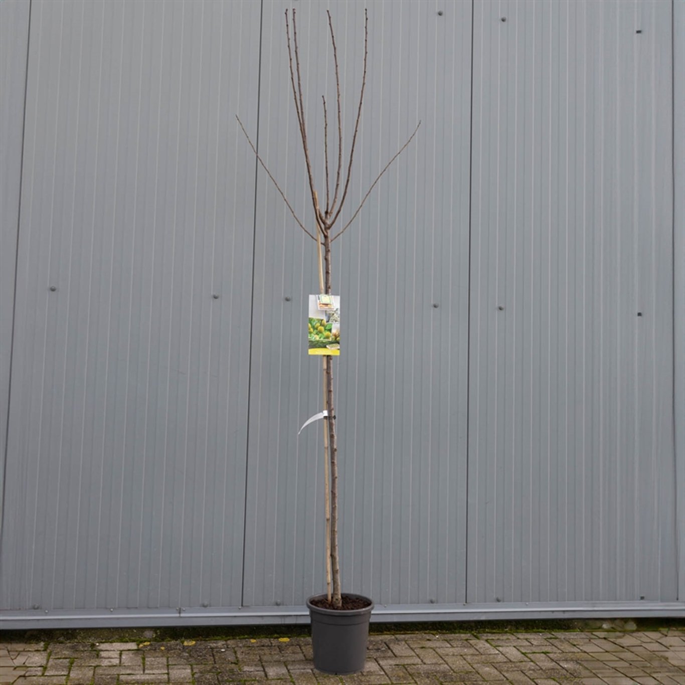 Prunus d. 'Reine Claude d'Oullins' - C12 250-275 CM Hoogstam