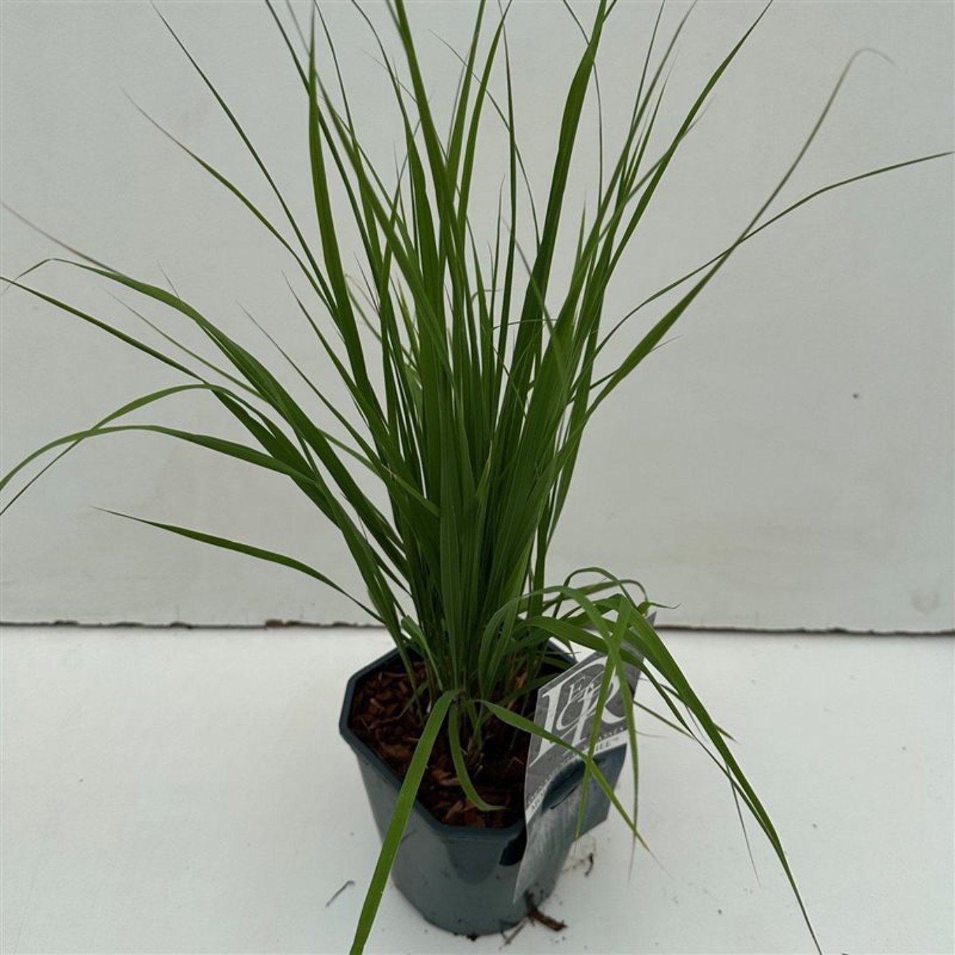Molinia caerulea 'Banshee' - C2