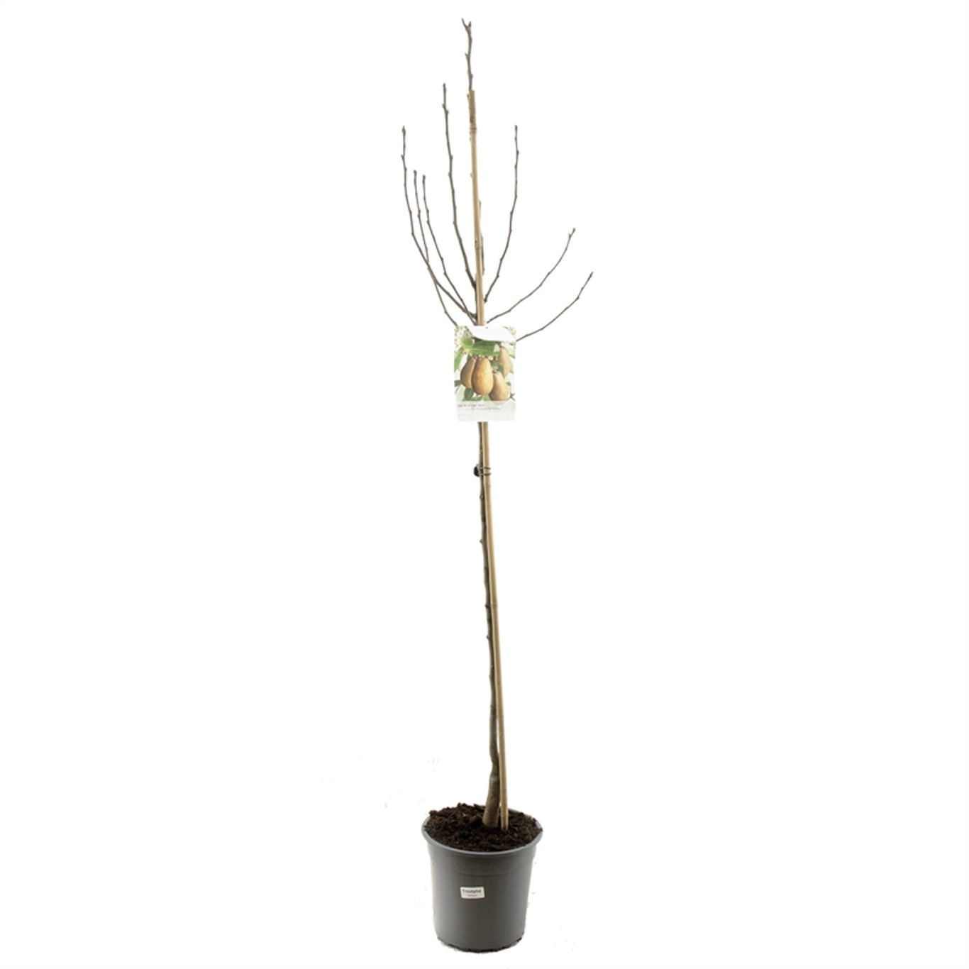 Pyrus c. 'Triomphe de Vienne' - C7.5 Halfstem