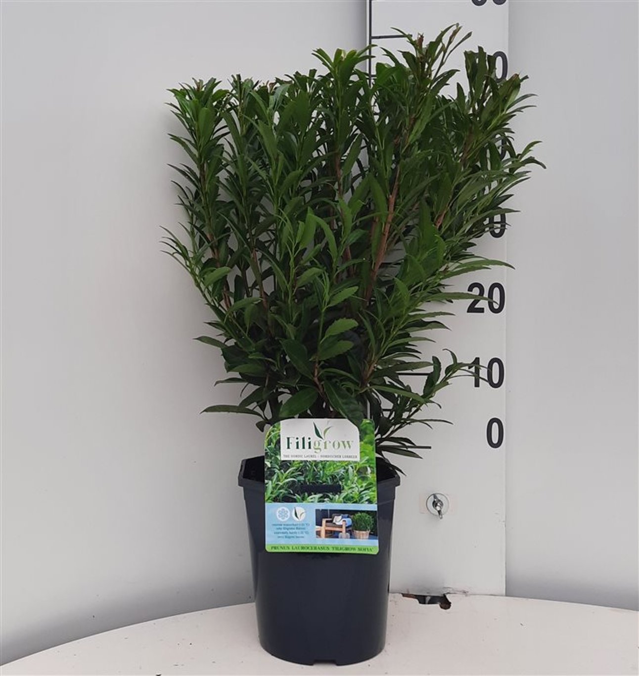 Prunus l. 'Filigrow Sofia' - C4,6 40-50 CM