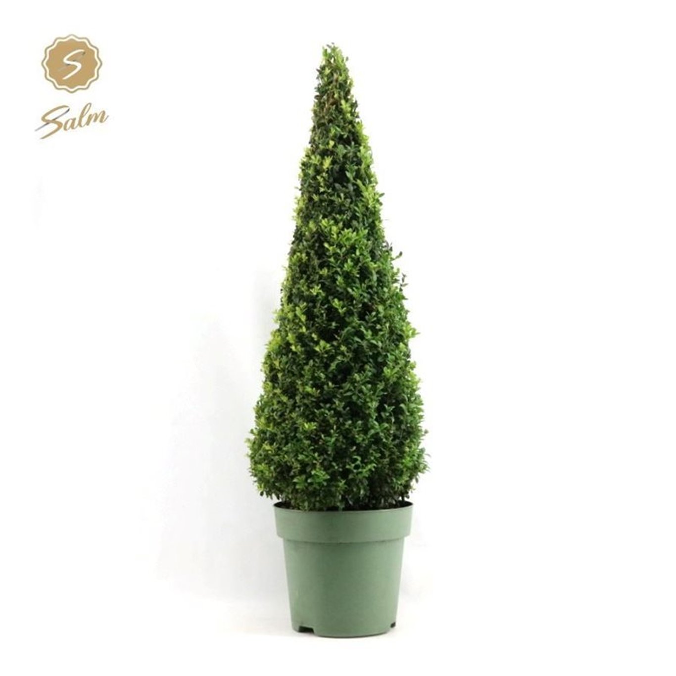 Buxus sempervirens - 90-100 CM Piramide Cont.