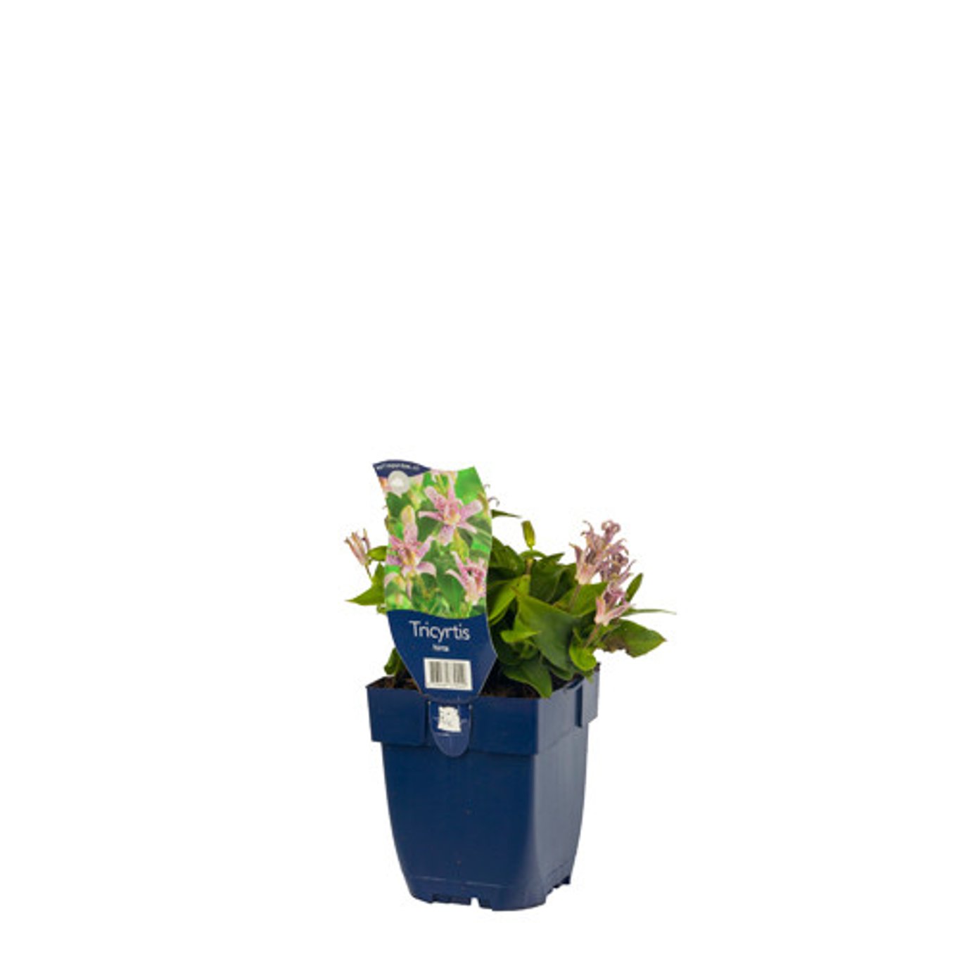 Tricyrtis hirta - P11