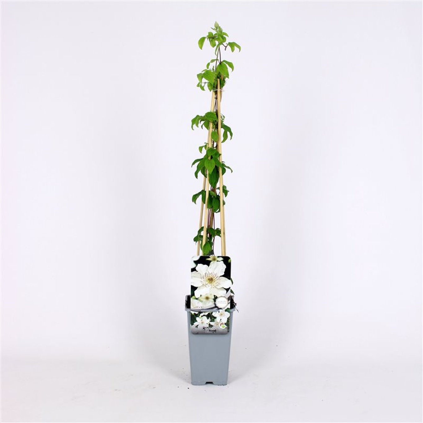 Clematis 'Destiny' - C2 70/+ CM