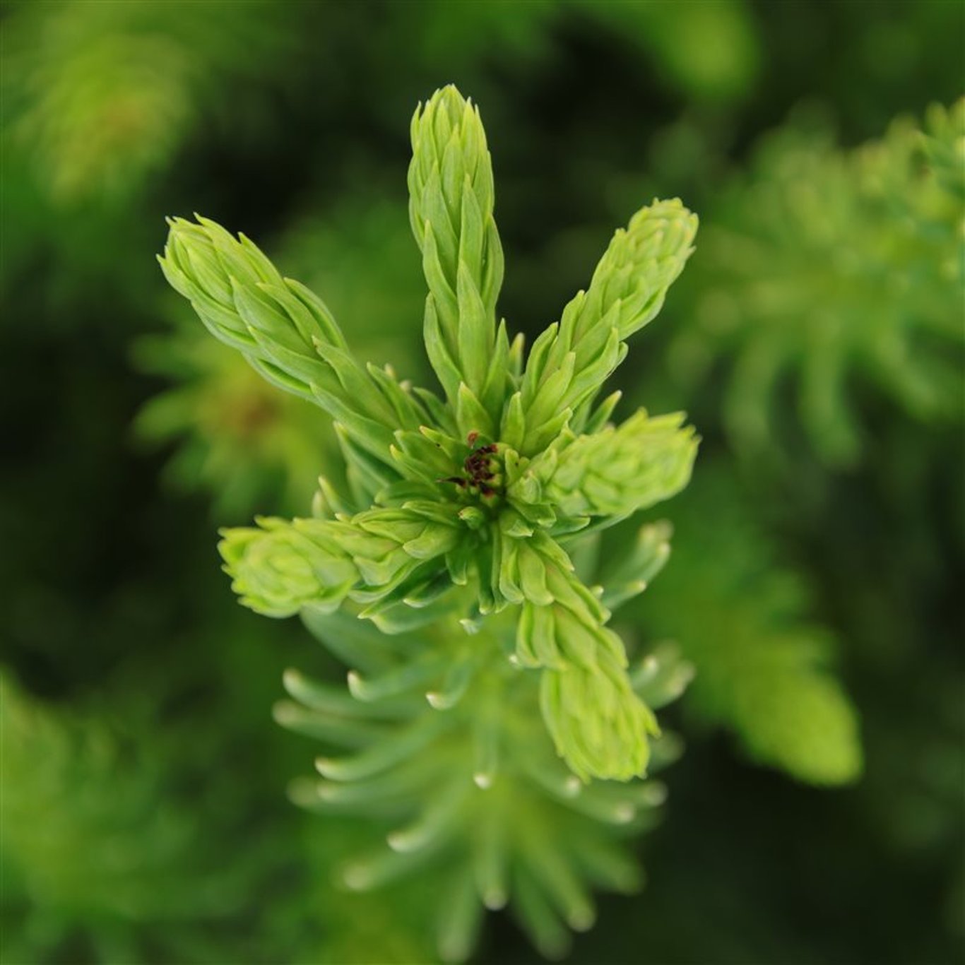 Cryptomeria j. 'Dinger' - C3 20-25 CM
