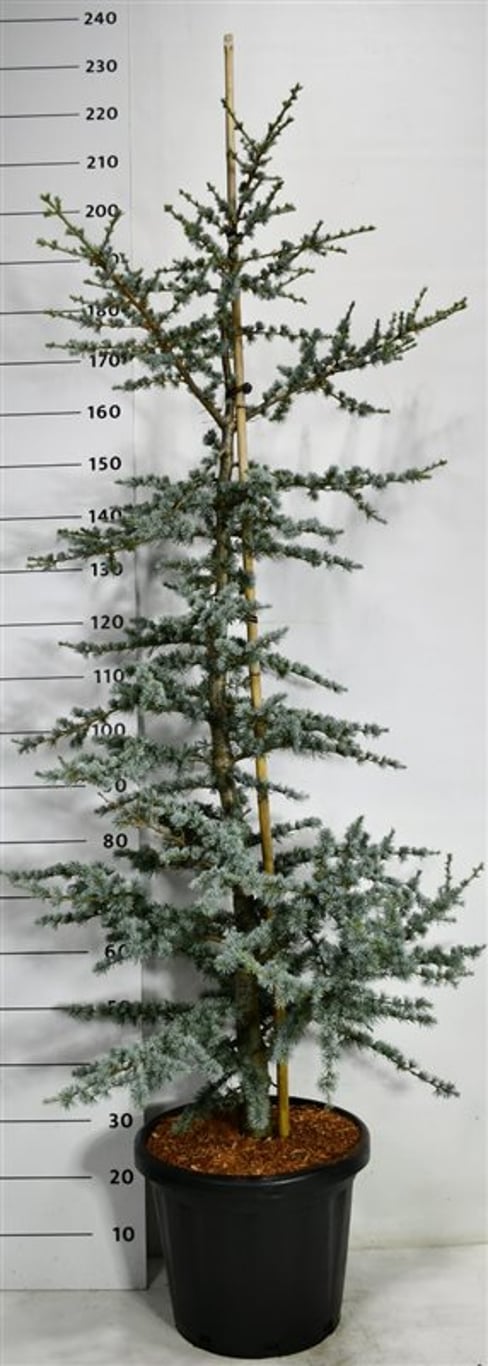 Cedrus atl. 'Horstmann' - C25 150-175 CM