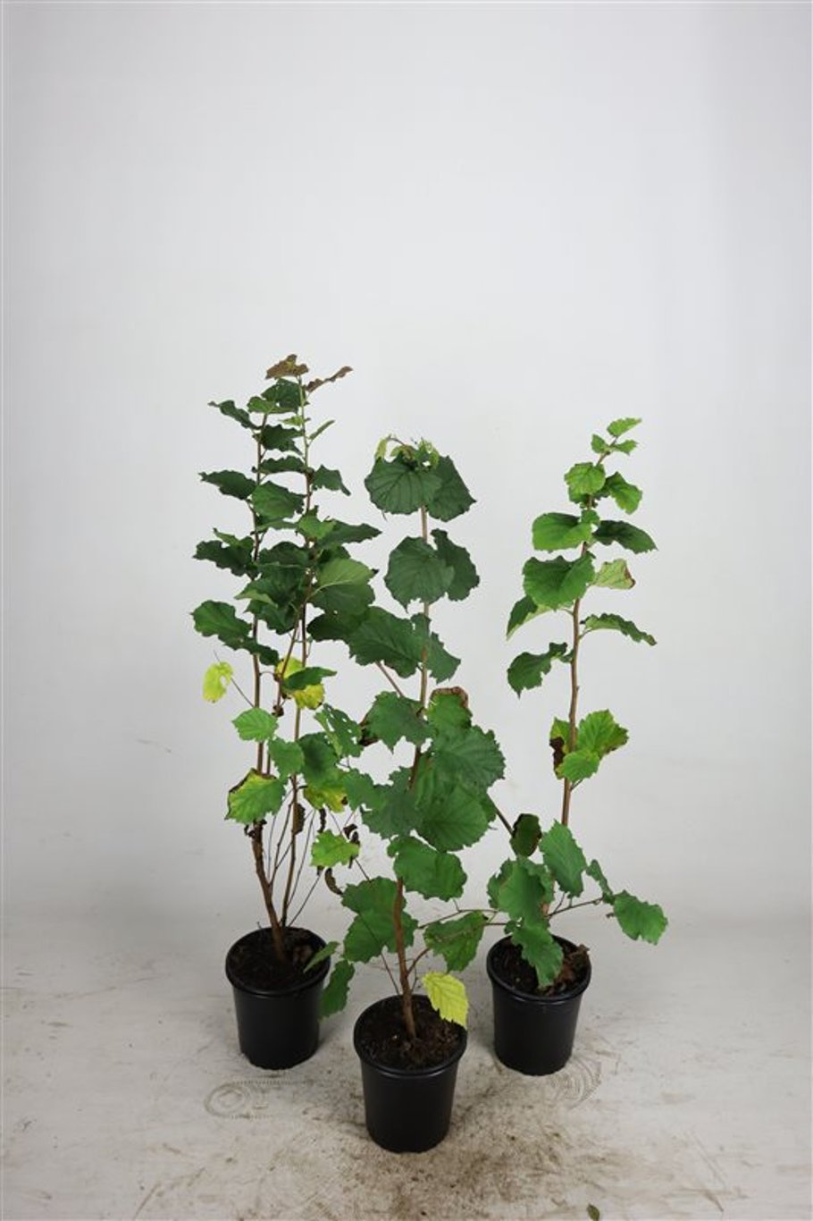 Corylus avellana - C2.5 60-100 CM