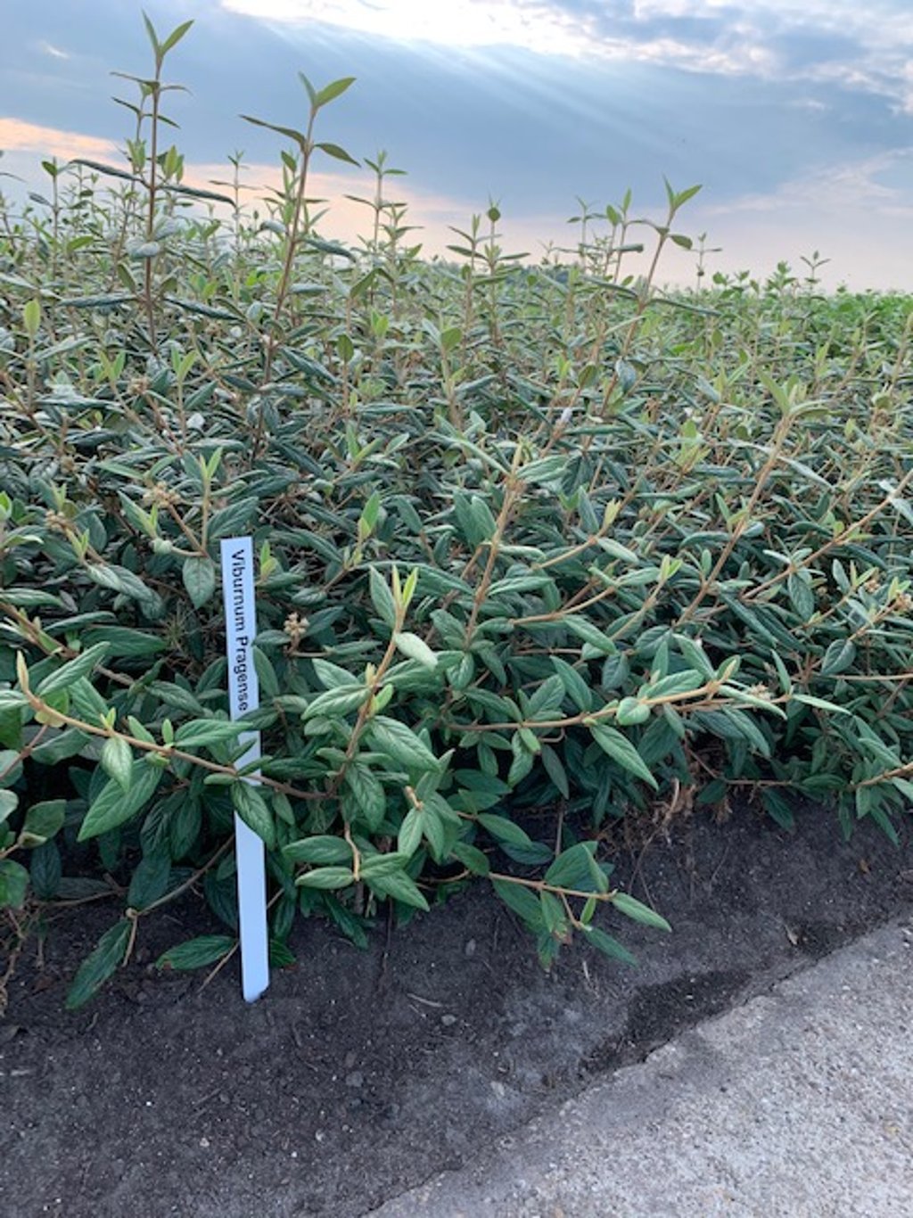 Viburnum 'Pragense' - 80-100 CM RB