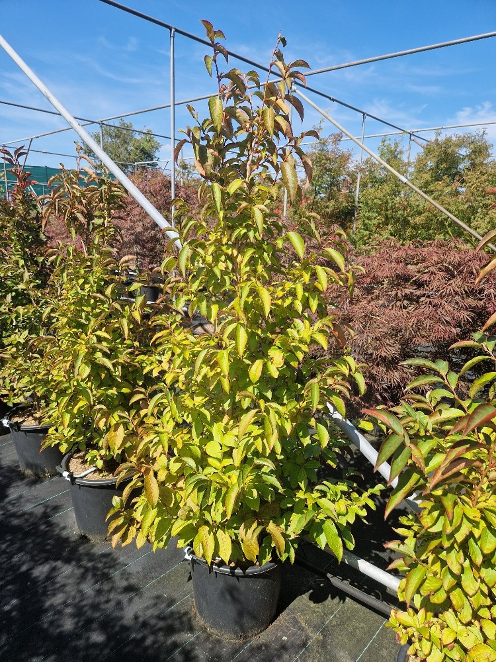 Stewartia rostrata - C30 125-150 CM
