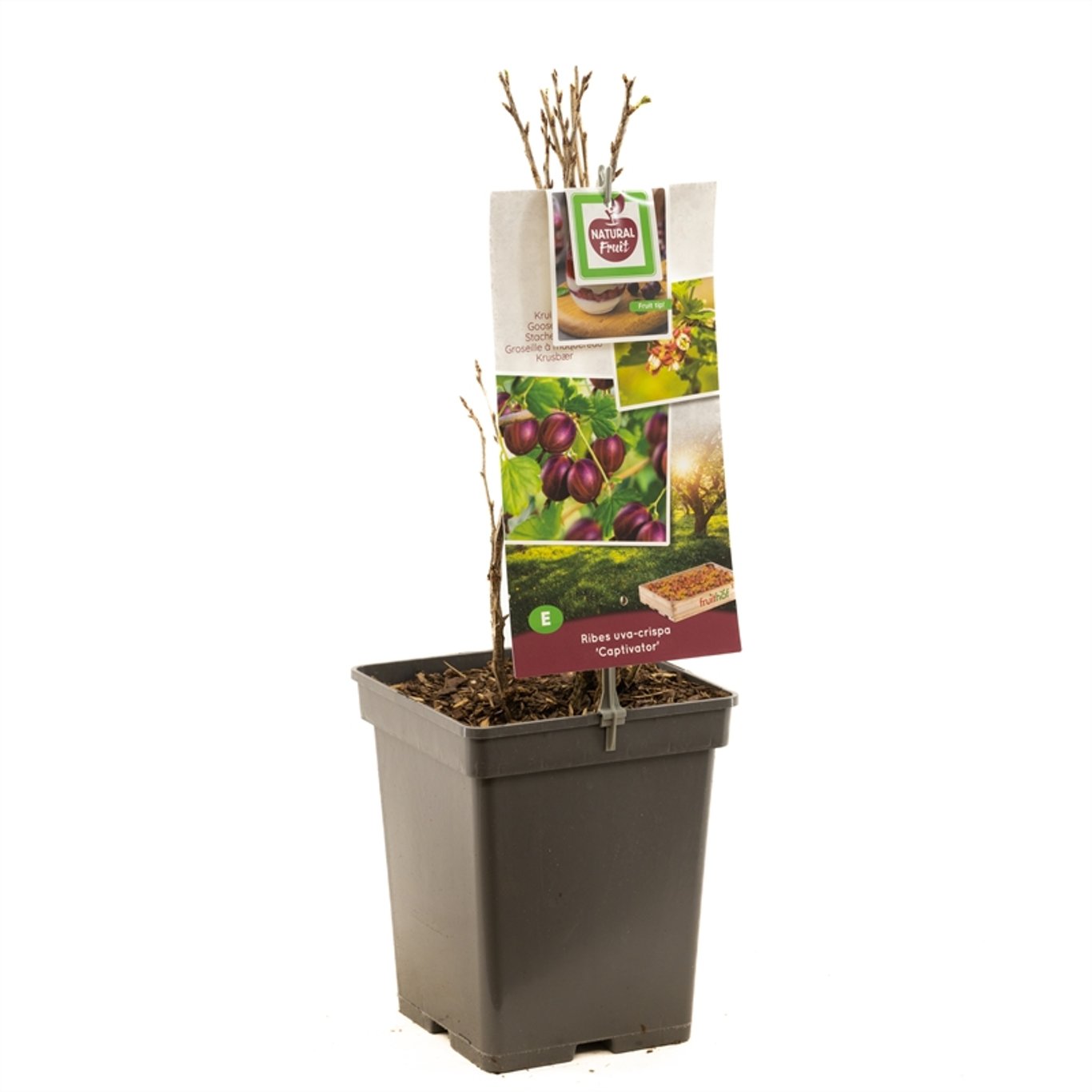 Ribes u.-c. 'Captivator' - C5 50-60 CM