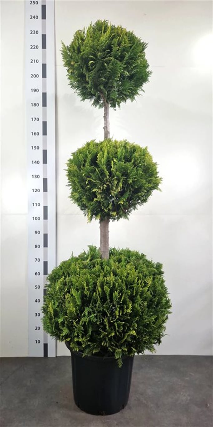 Chamaecyparis l. 'Yvonne' - 160-180 CM TRIOBOL Cont.