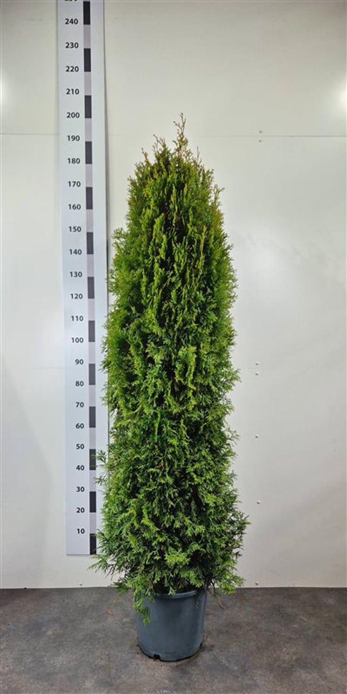 Thuja occ. 'Smaragd' - C20 160-180 CM