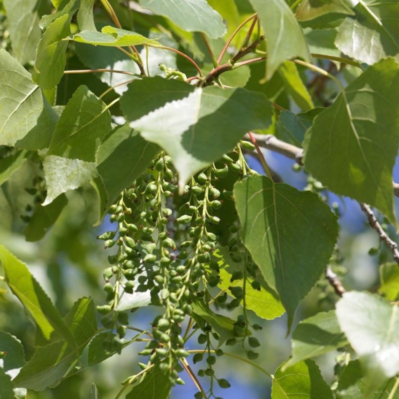 Populus can. 'Serotina de Selys' - 60-80 CM bare root 0/1