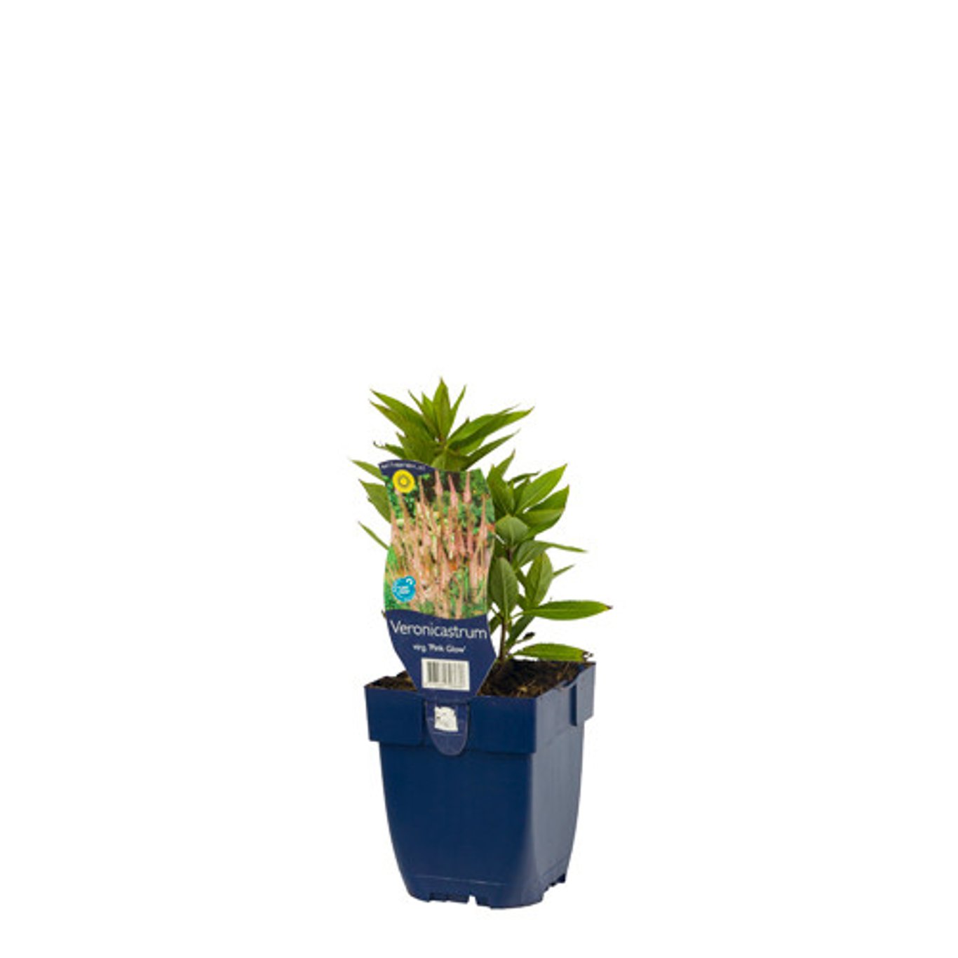 Veronicastrum virg. 'Pink Glow' - P11