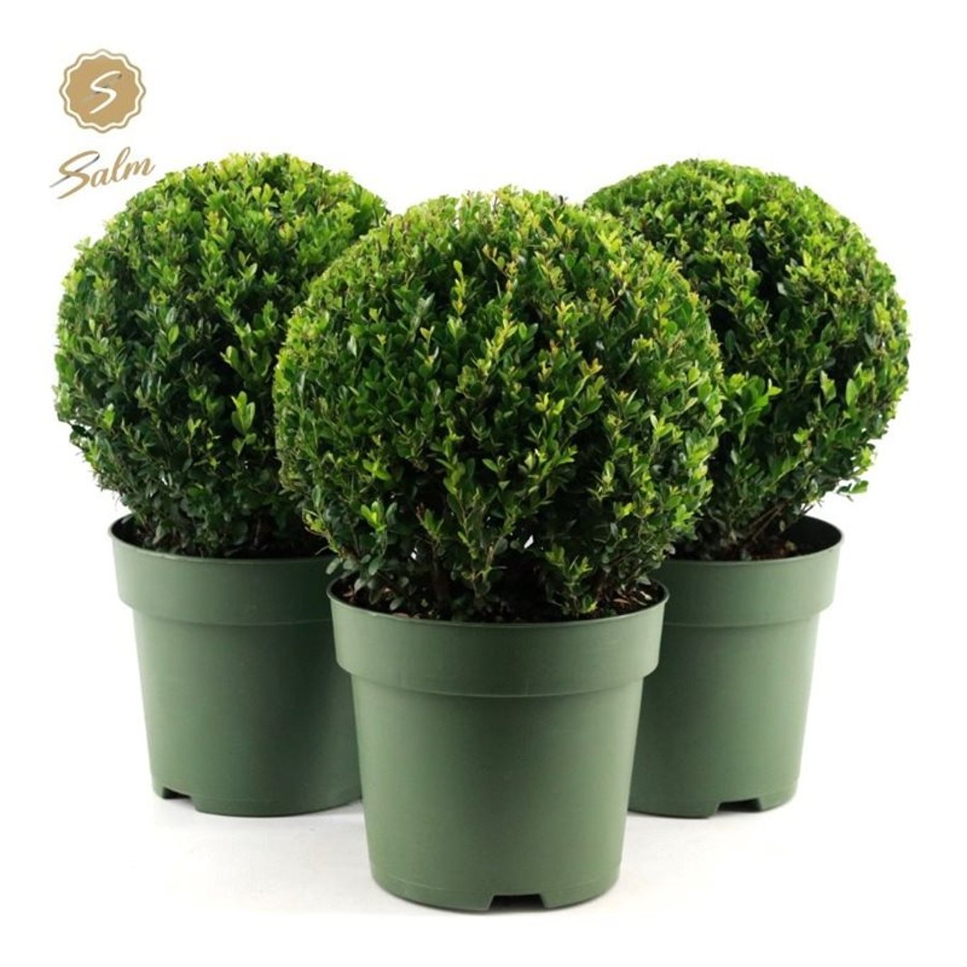 Ilex crenata 'Jenny' - 30 CM Ball Cont.