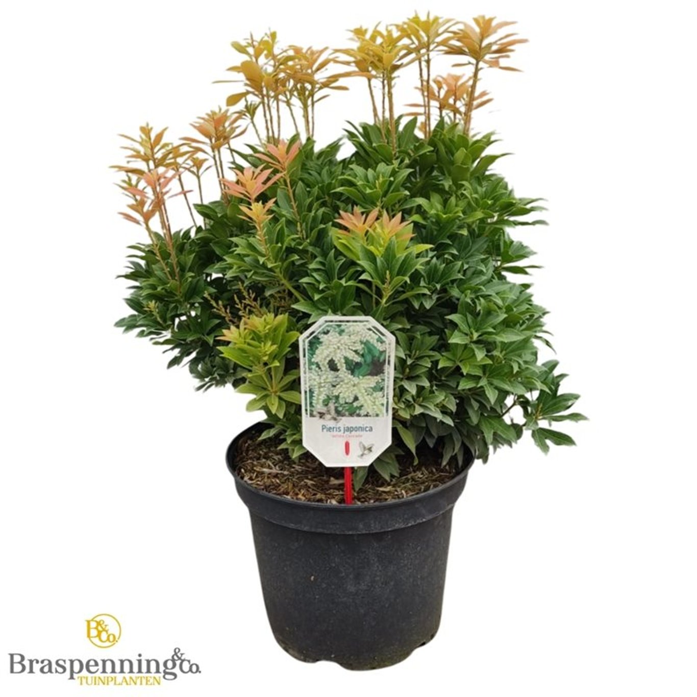 Pieris jap. 'White Cascade' - C10 40-50 CM