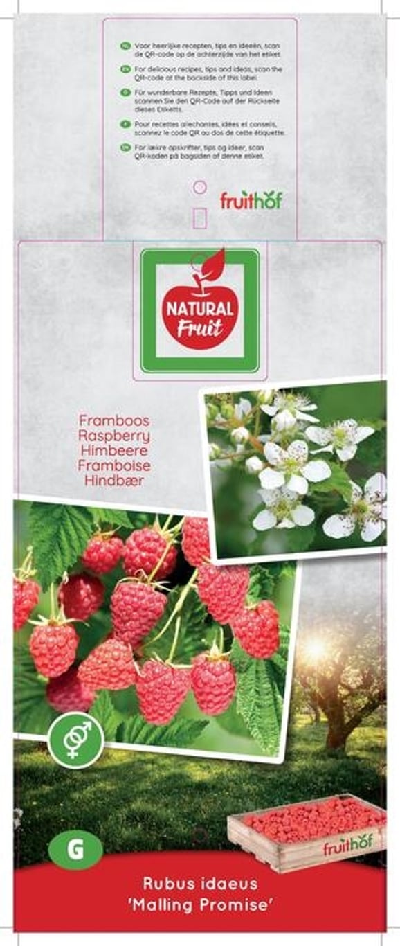 Rubus idaeus 'Malling Promise' - 50-60 CM Carry Handle C5