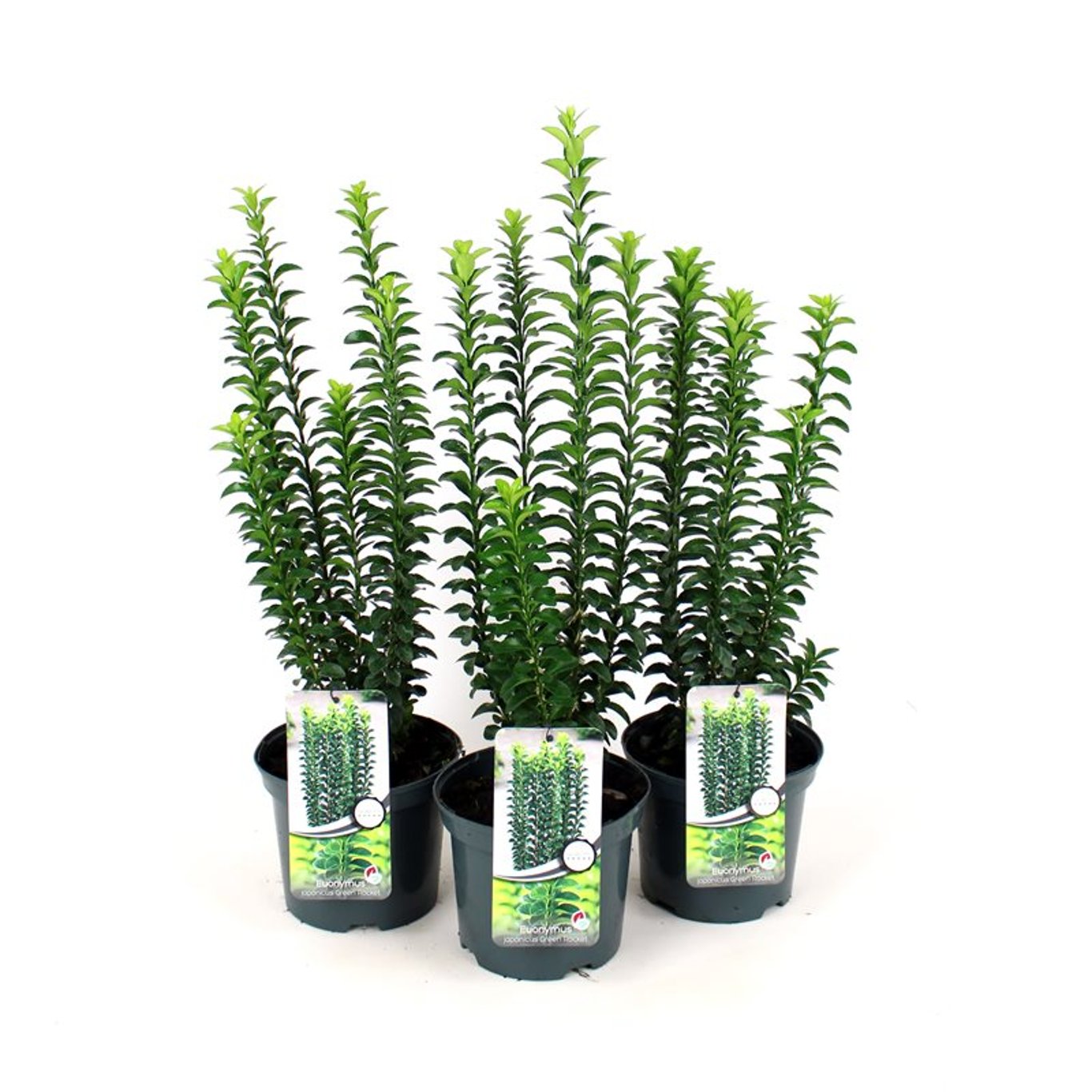 Euonymus jap. 'Green Rocket' - C3 30-40 CM