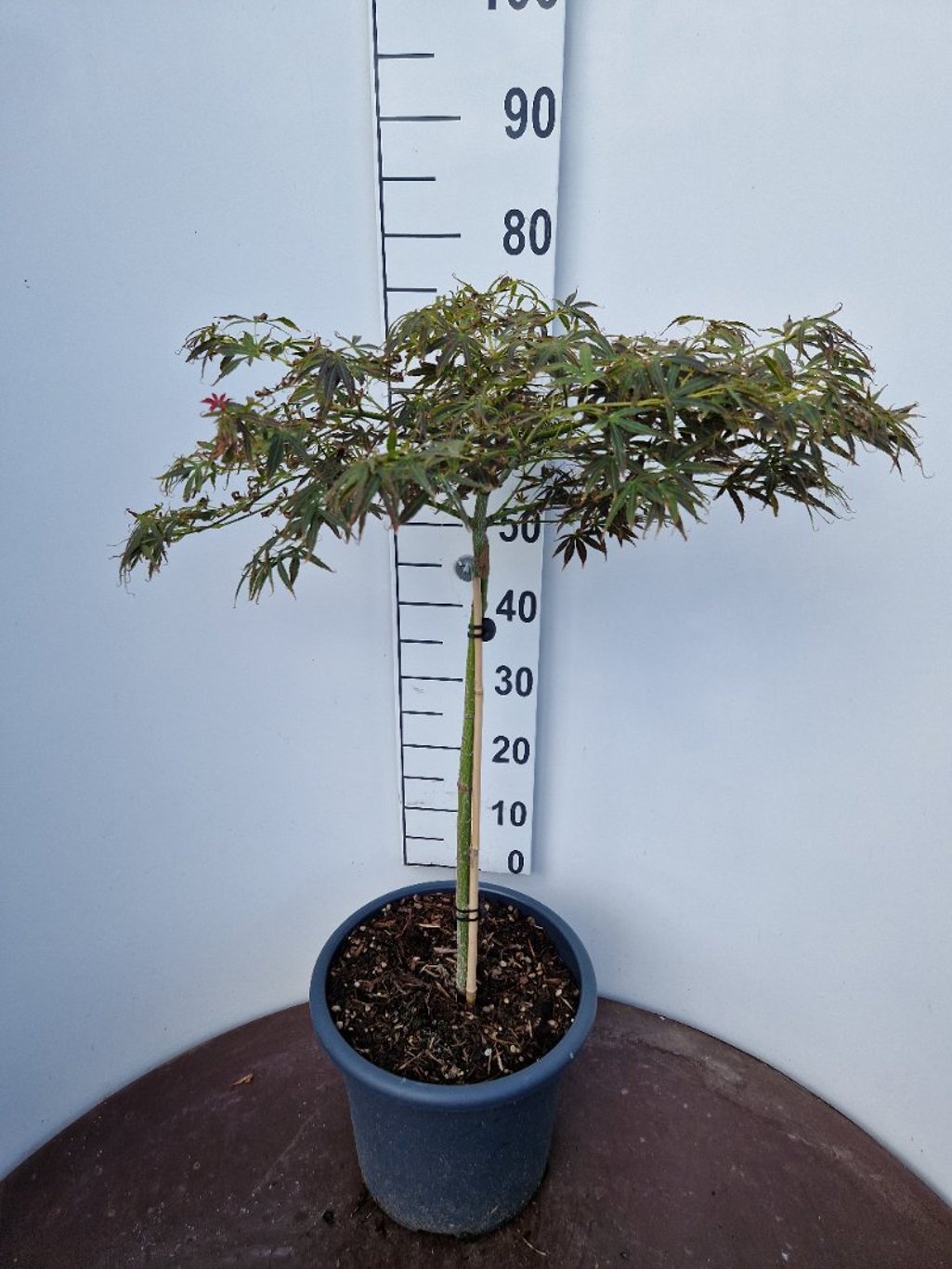 Acer pal. 'Nimura' - 50 CM Stem C15