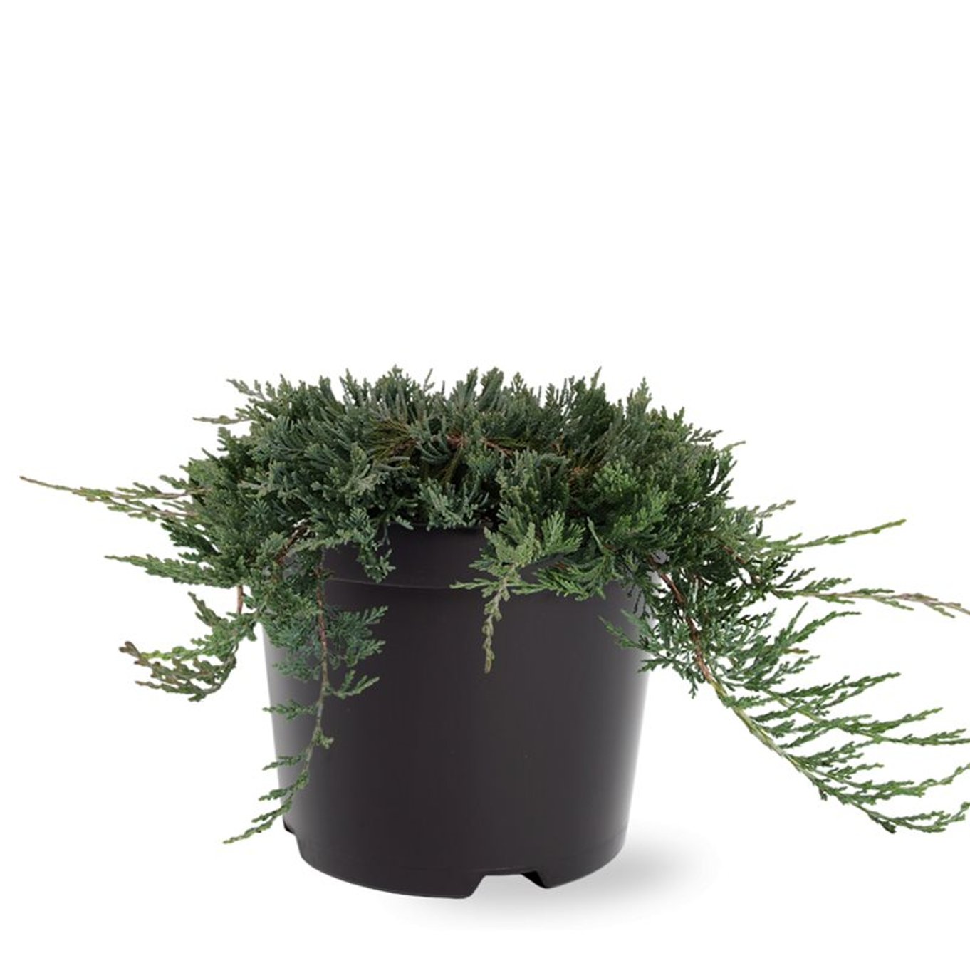 Juniperus h. 'Wiltonii' - C3 25-30 CM