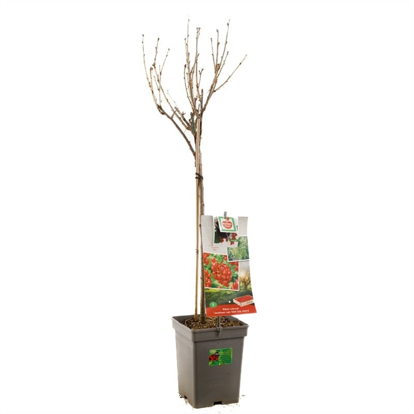 Ribes r. 'Jonkheer van Tets' - 60 CM Stem C5