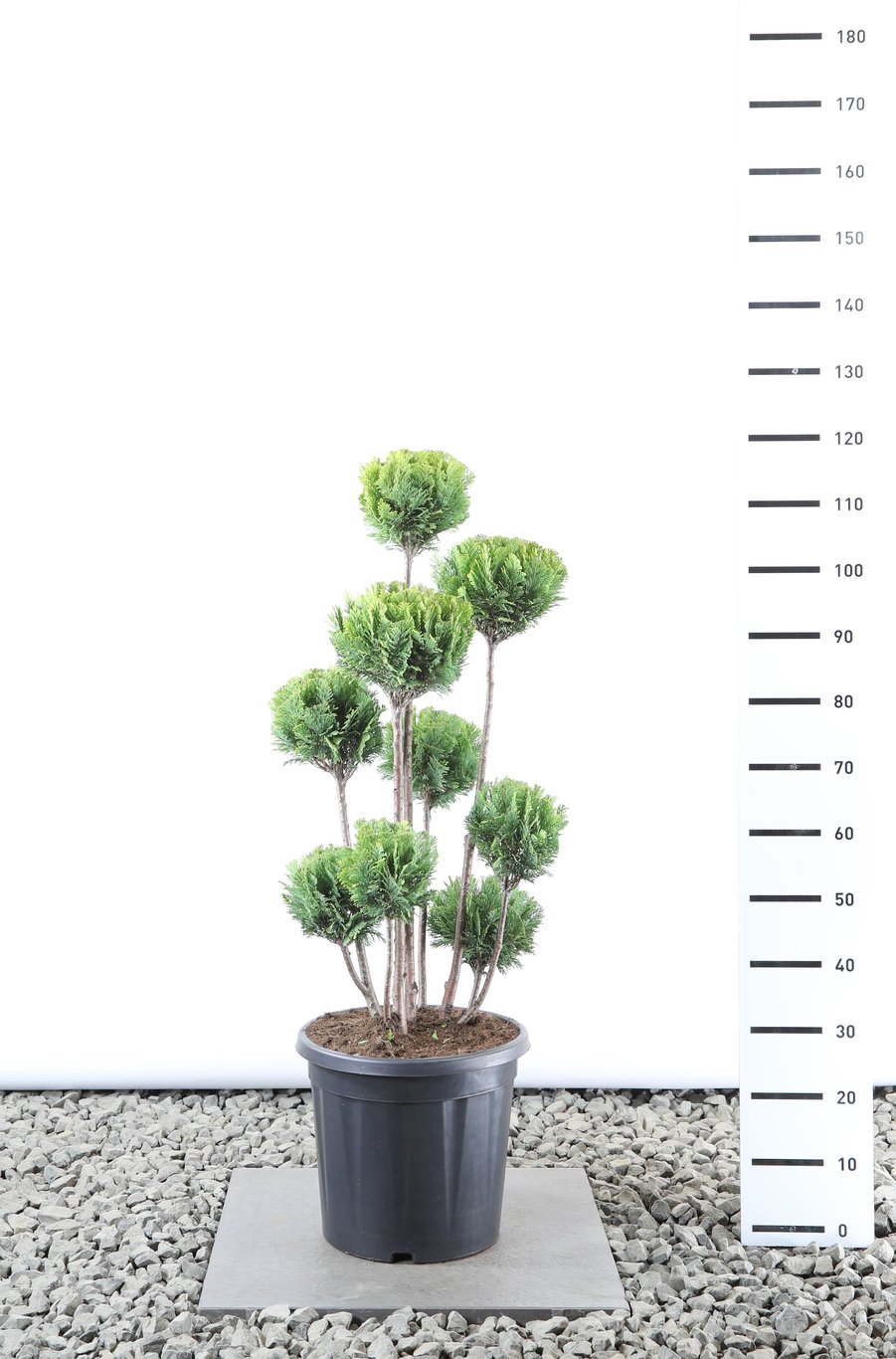 Chamaecyparis l. 'Ellw. Gold' - 80-100 CM PonPon EXTRA in Cont.