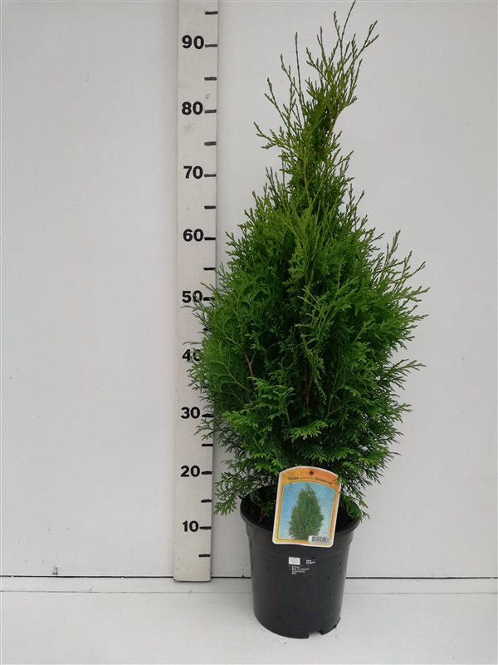 Thuja occ. 'Holmstrup' - C3 50-60 CM