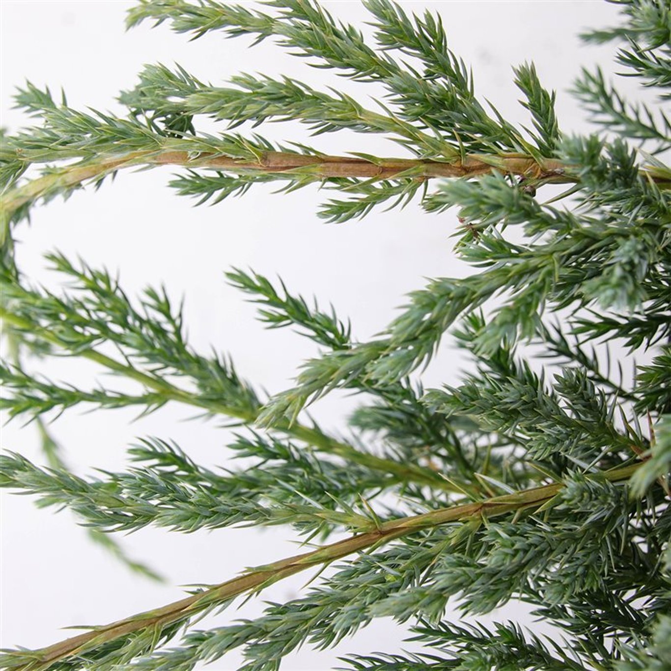 Juniperus squamata 'Blue Carpet' - C5 40-50 CM