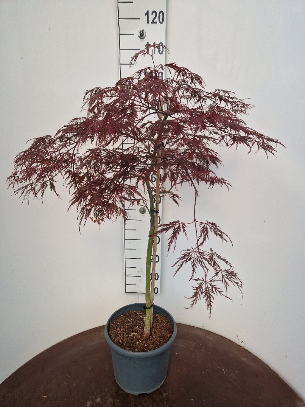 Acer pal. 'Crimson Queen' - 60 CM Stem C10