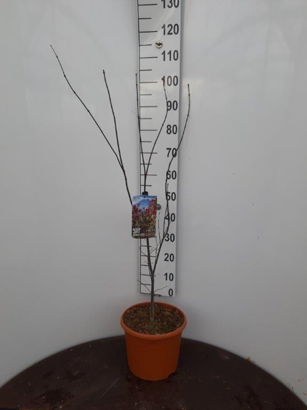 Acer pal. 'Burgundy Lace' - C10 60-80 CM