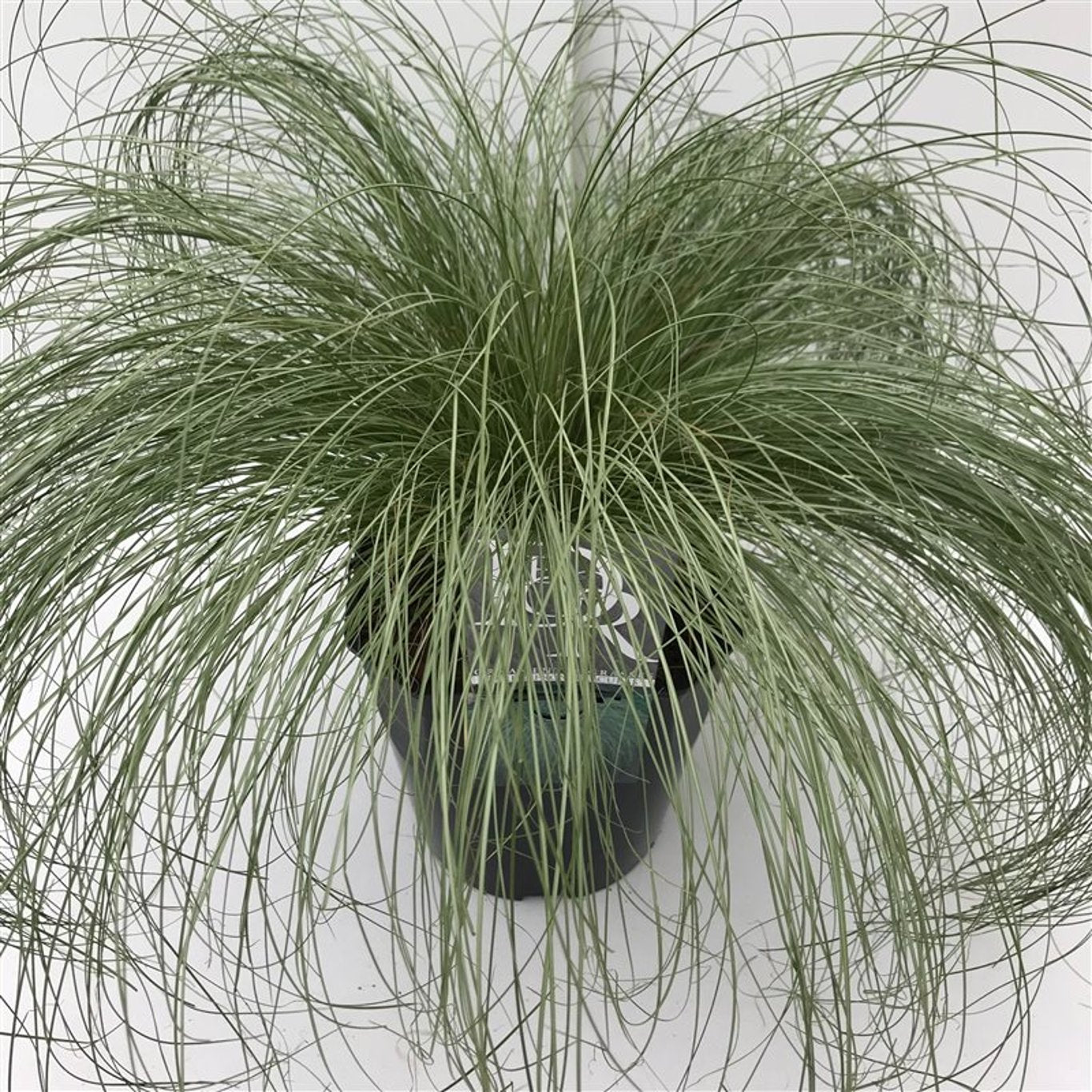 Carex comans 'Frosted Curls' - C5