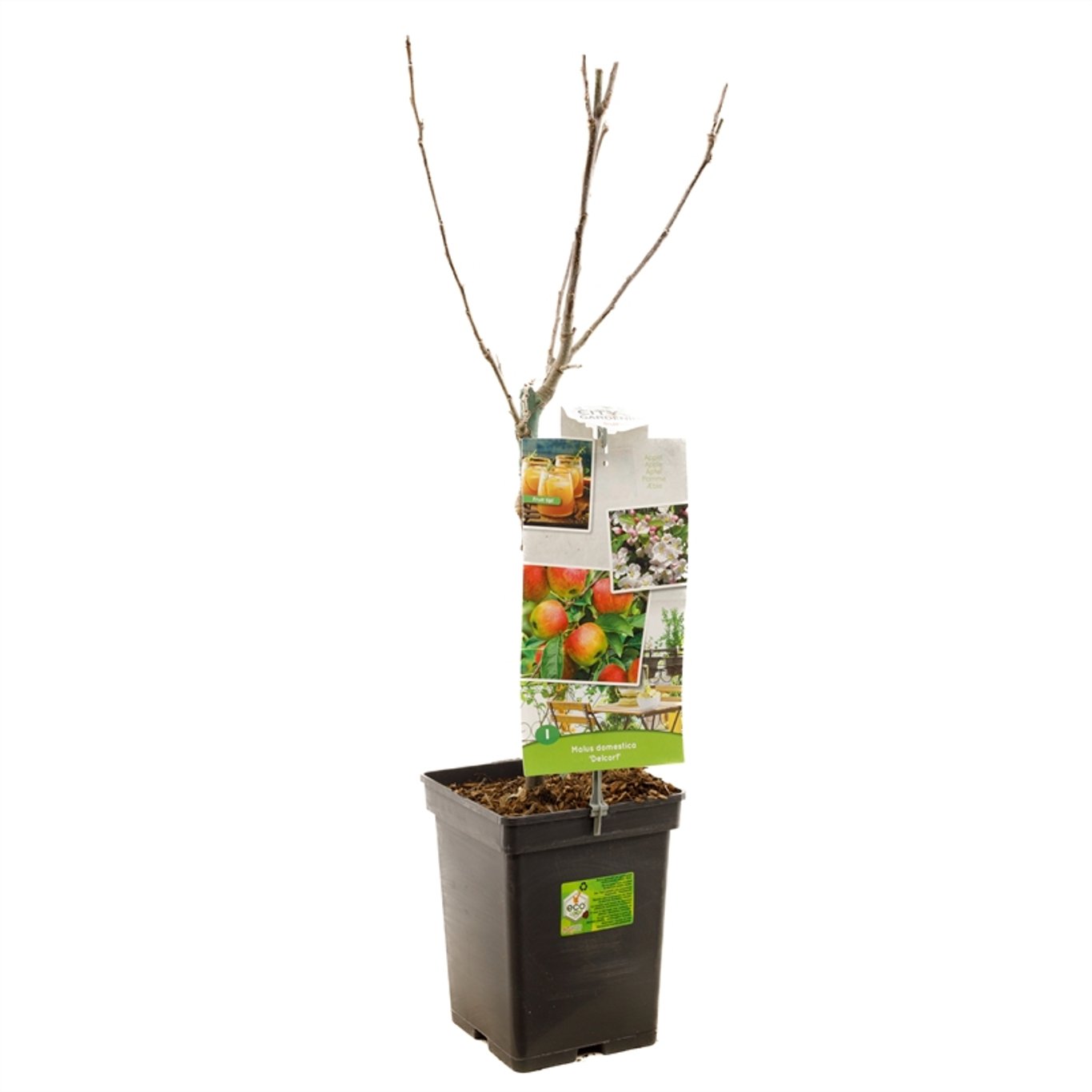 Malus d. 'Delcorf' - C5 60-80 CM Patio