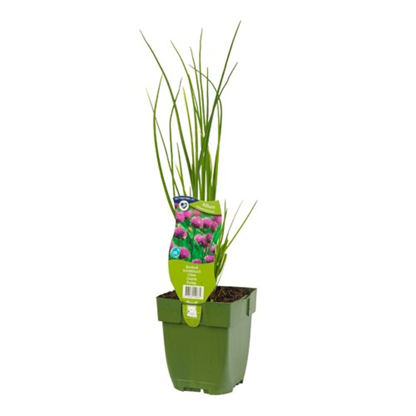 Allium schoenoprasum - P11