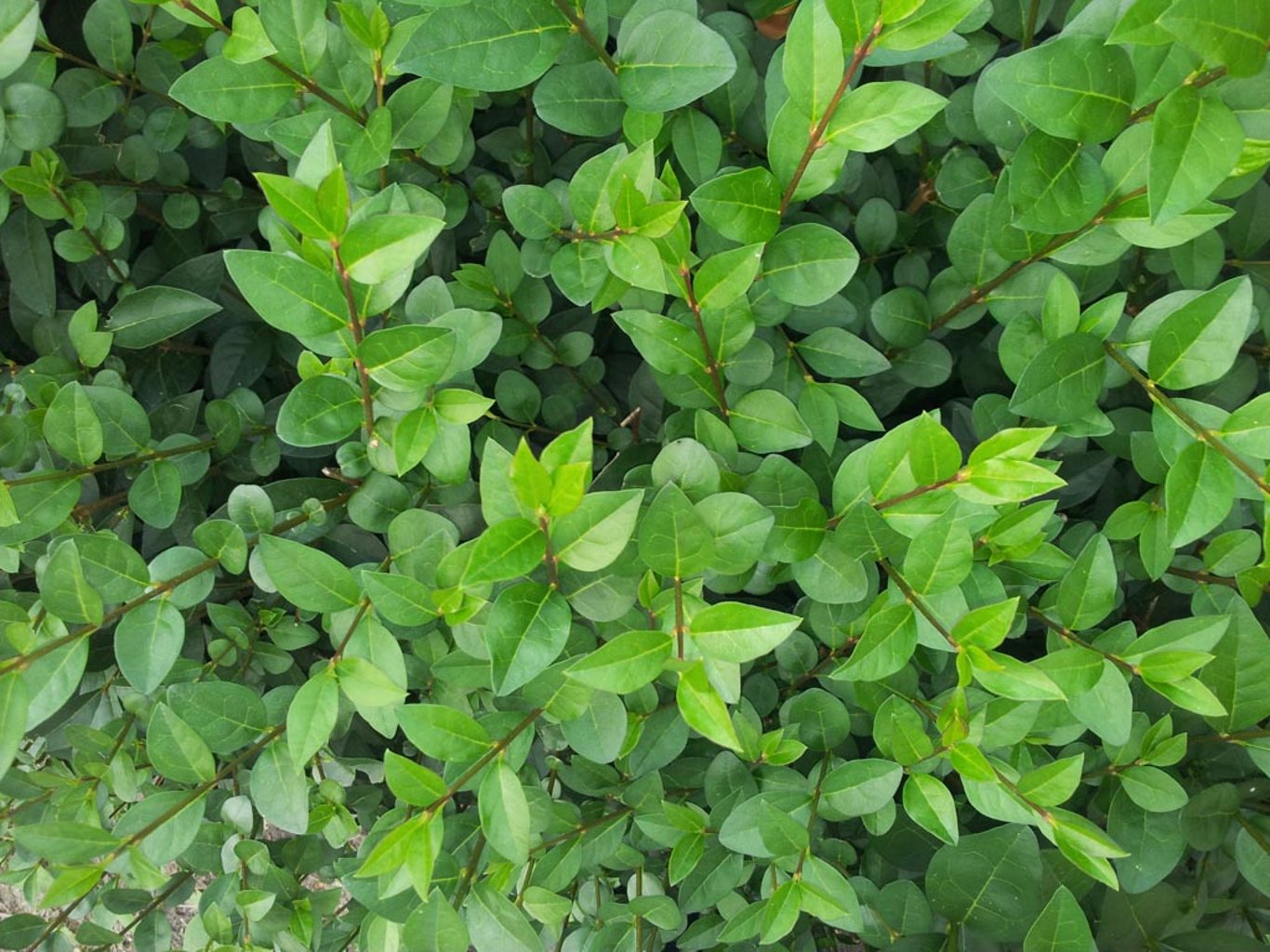 Ligustrum ovalifolium - 100-120 CM bare root 0/2  2-3 branche