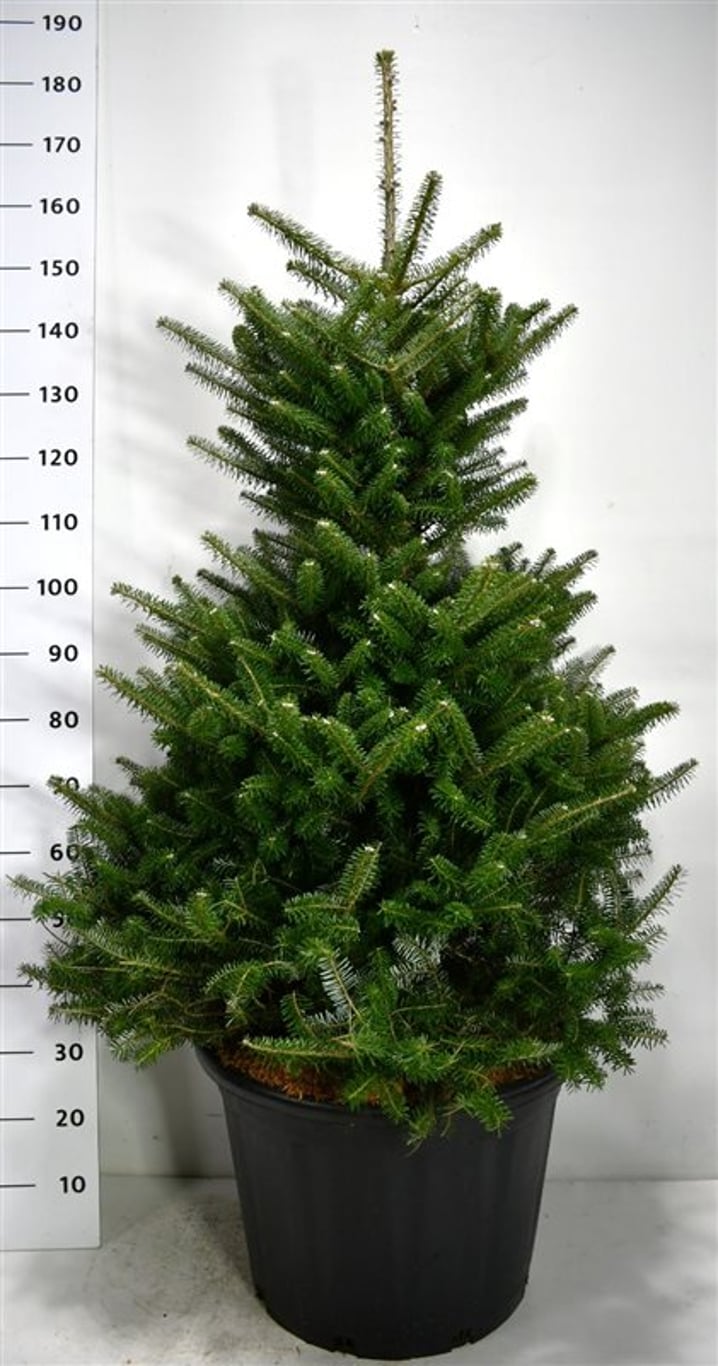 Abies koreana - C65 100-125 CM