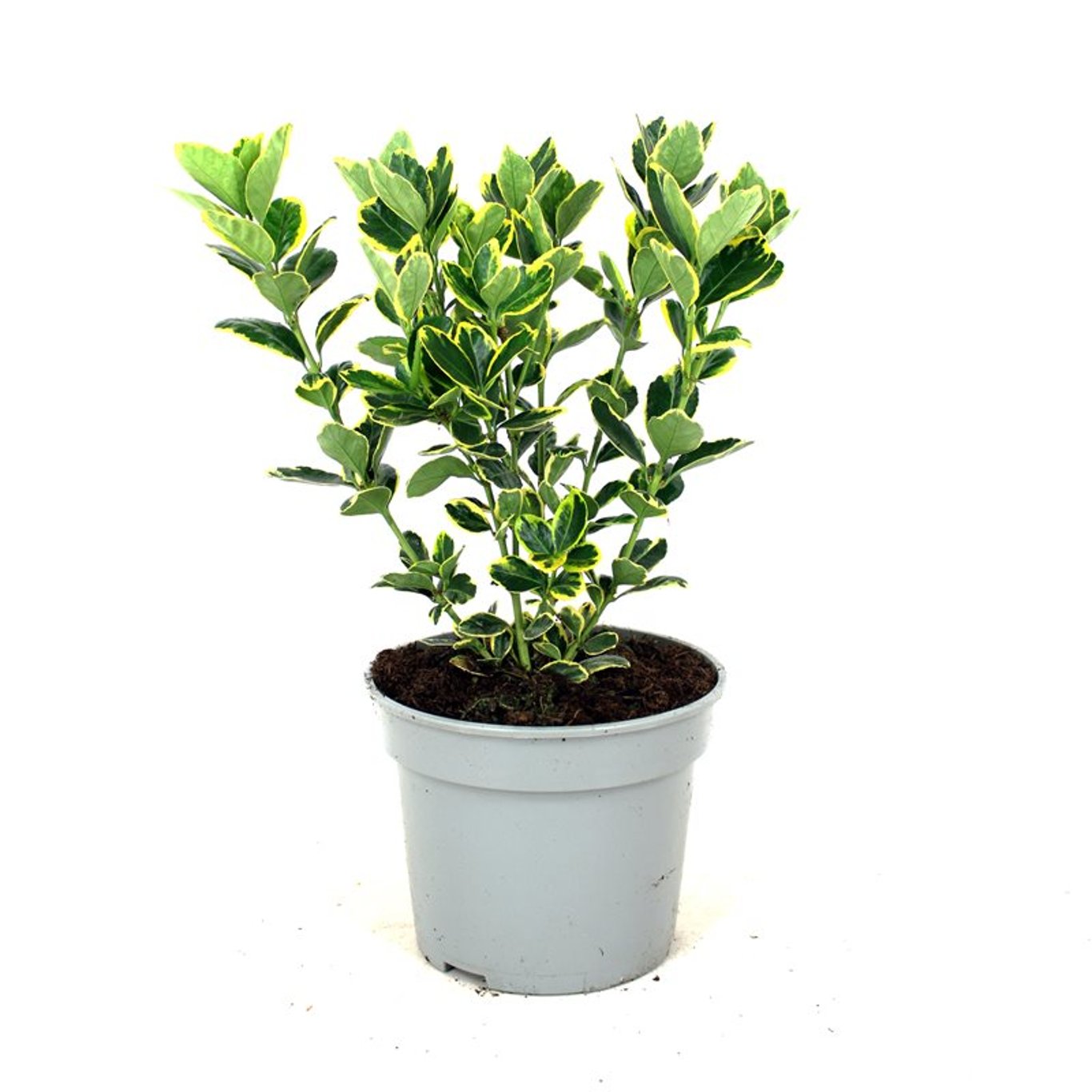 Euonymus jap. 'Ovatus Aureus' - C3 25-30 CM