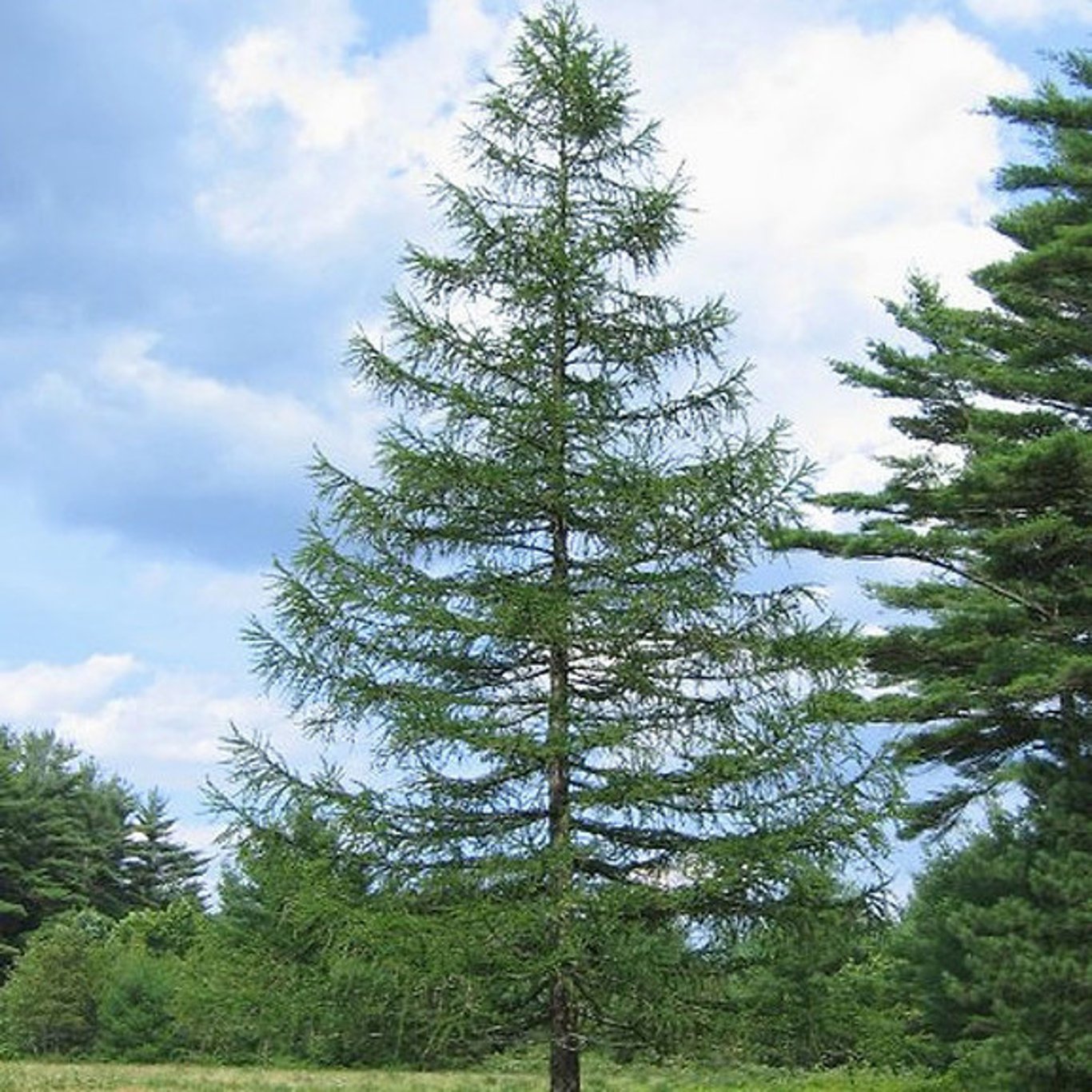 Larix decidua - C5 100-125 CM