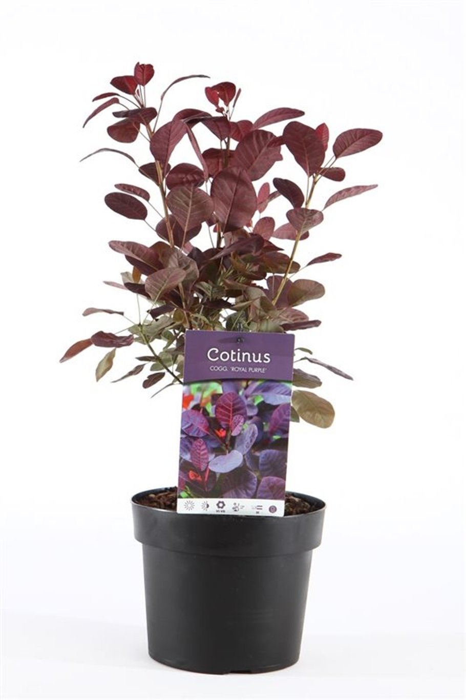 Cotinus cog. 'Royal Purple' - C3
