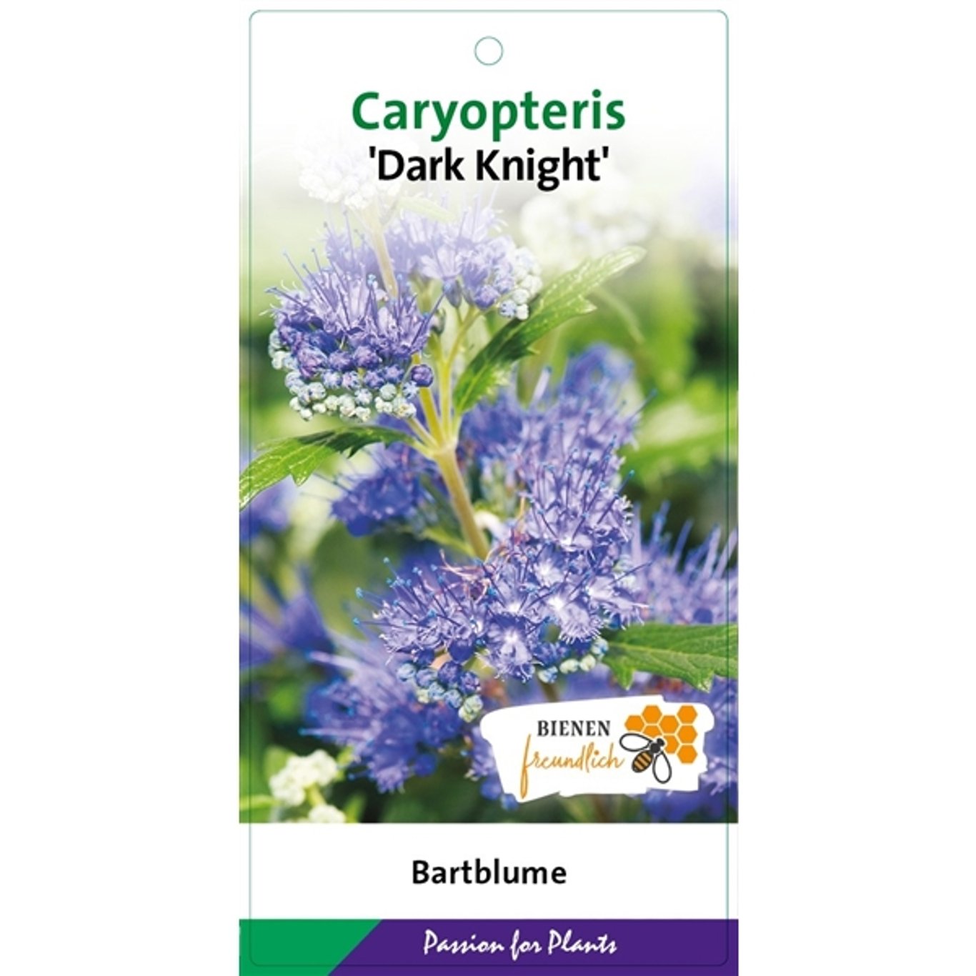 Caryopteris cland. 'Dark Knight' - C3