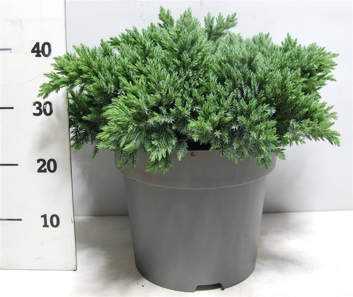 Juniperus squamata 'Blue Star' - C12 40-50 CM