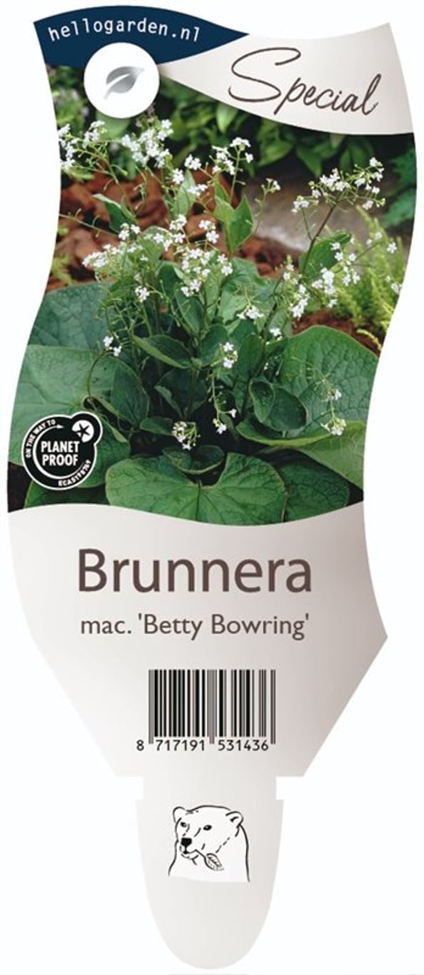 Brunnera macr. 'Betty Bowring' - P11