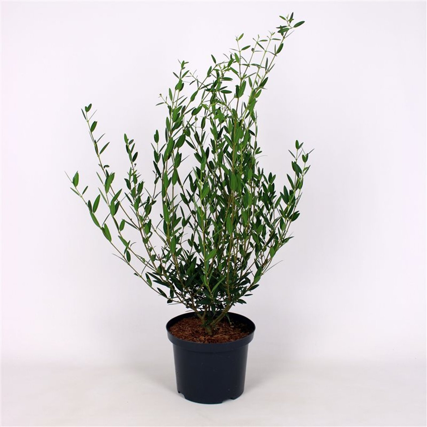 Phillyrea angustifolia - C5 60-80 CM