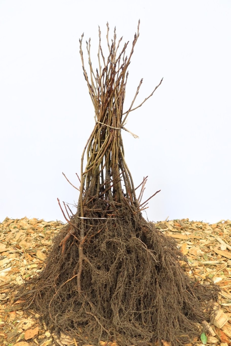 Aronia melanocarpa - 60-80 CM bare root 1/2 2-3 branche