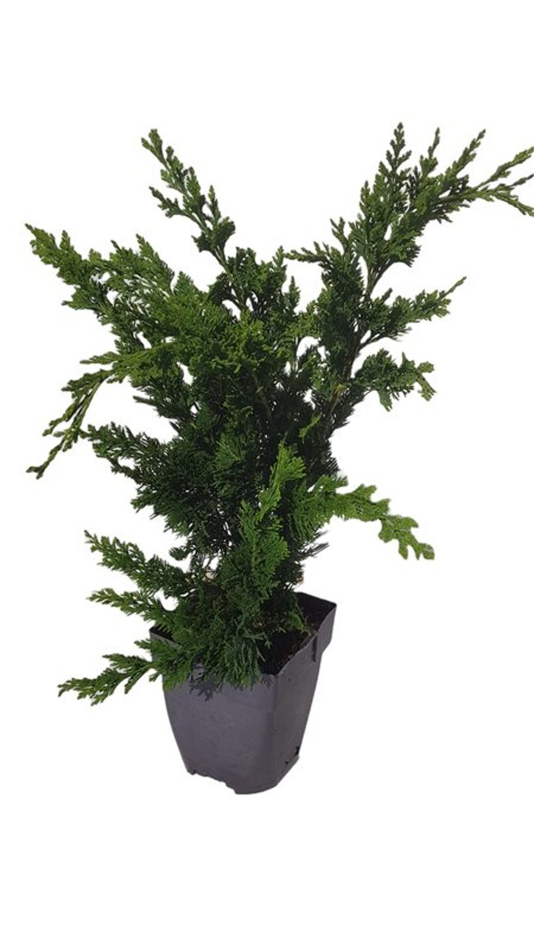 Chamaecyparis l. 'Wisselii' - C2