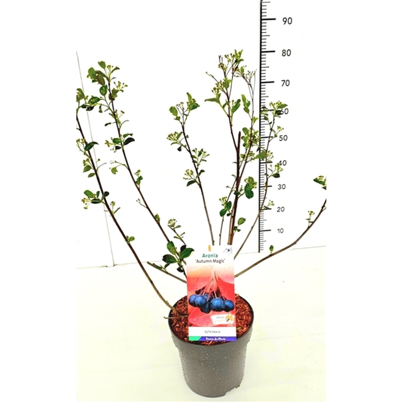 Aronia melanocarpa 'Autumn Magic' - C5 50-60 CM